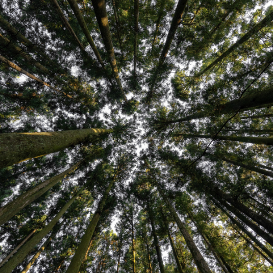 Le Tencel est fabriqué à partir de pulpe de bois issu de forêts gérées durablement. C'est une fibre écologique d'excellence, produite en circuit fermé.